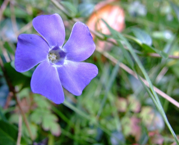 Vinca minor