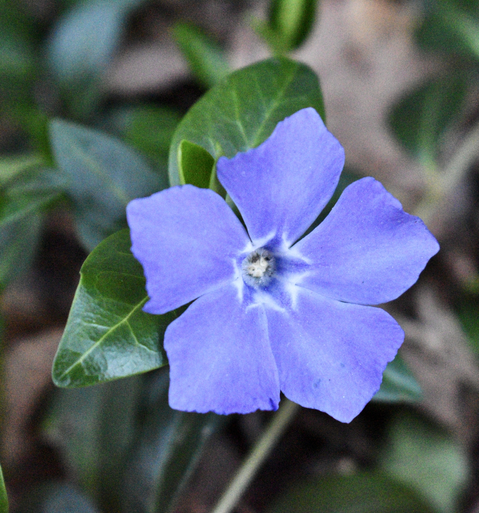 Flower - March - Wake Co., NC