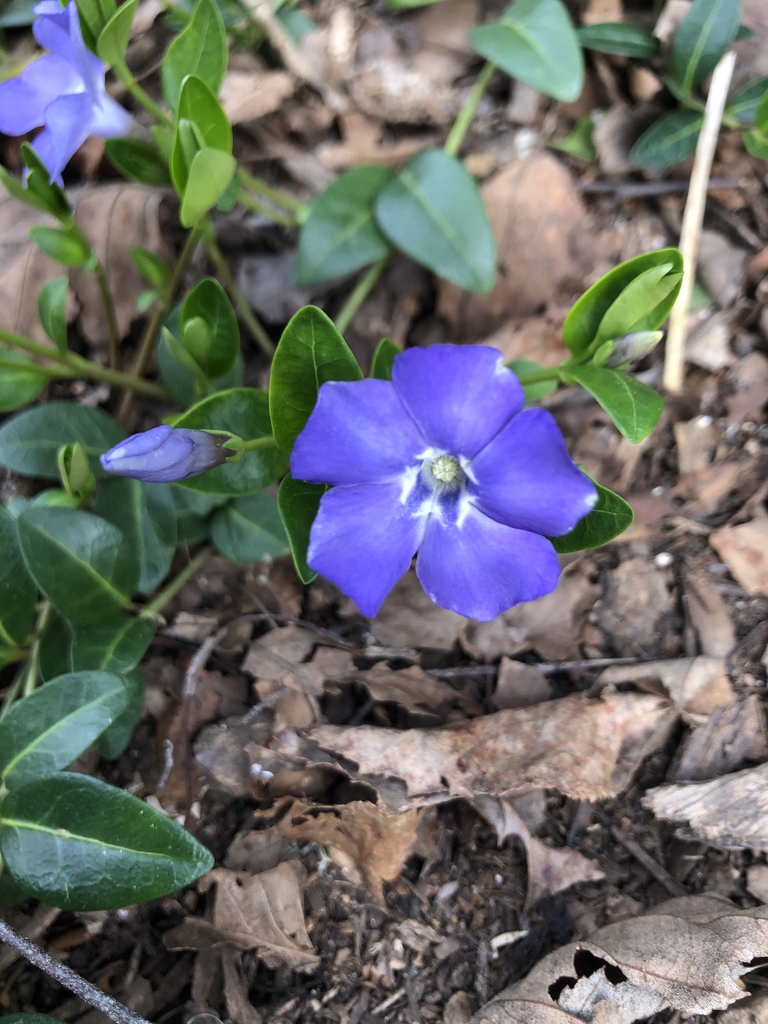 Flower & Bud - March - Wake Co., NC