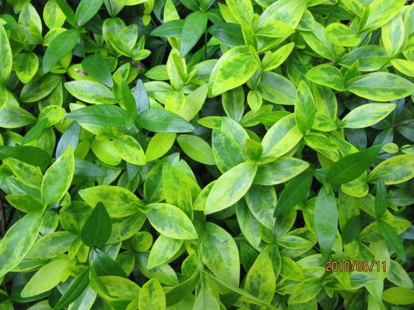 Vinca Minor