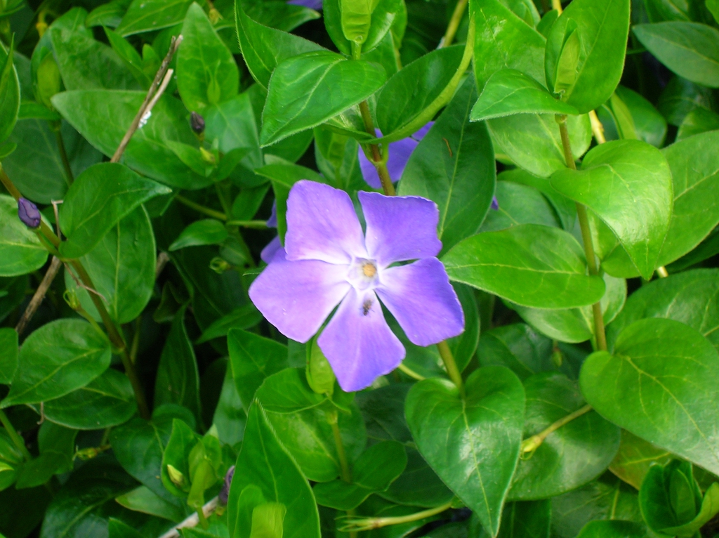 Flower and leaves