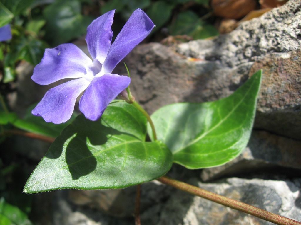Flower and leaves