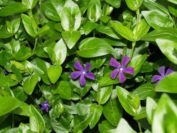 Vinca major