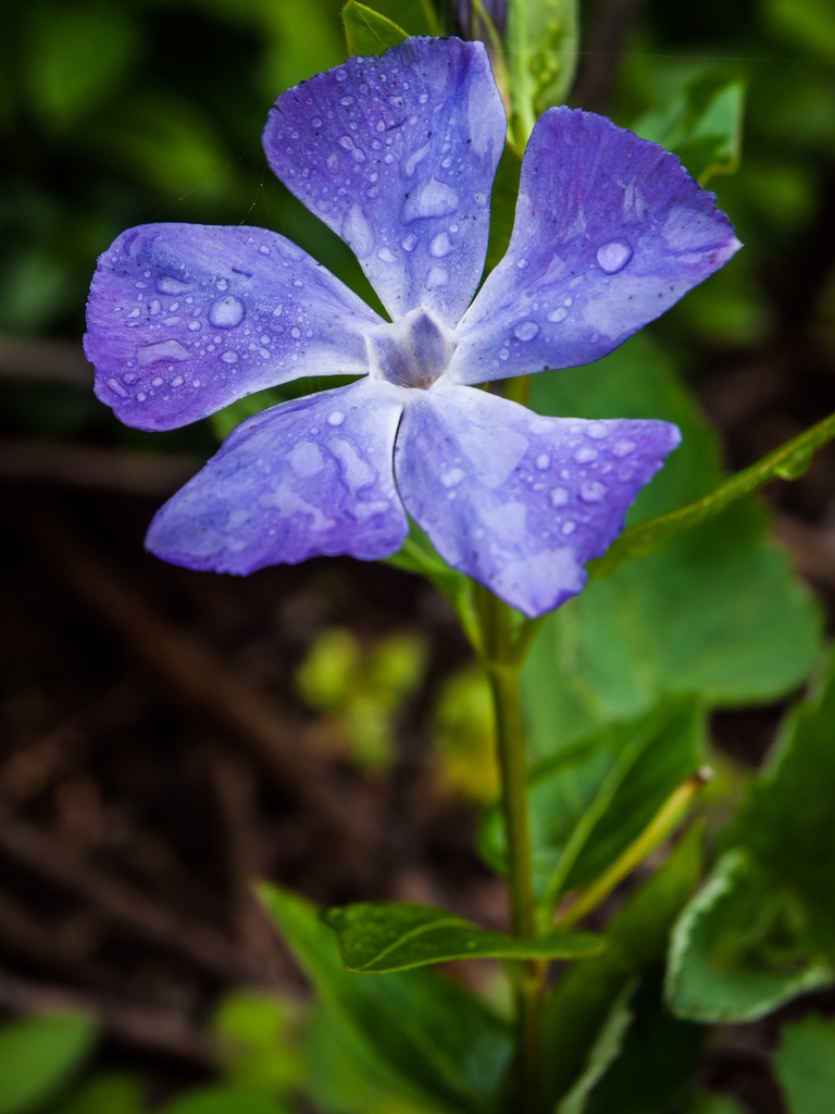 Flower under the rain