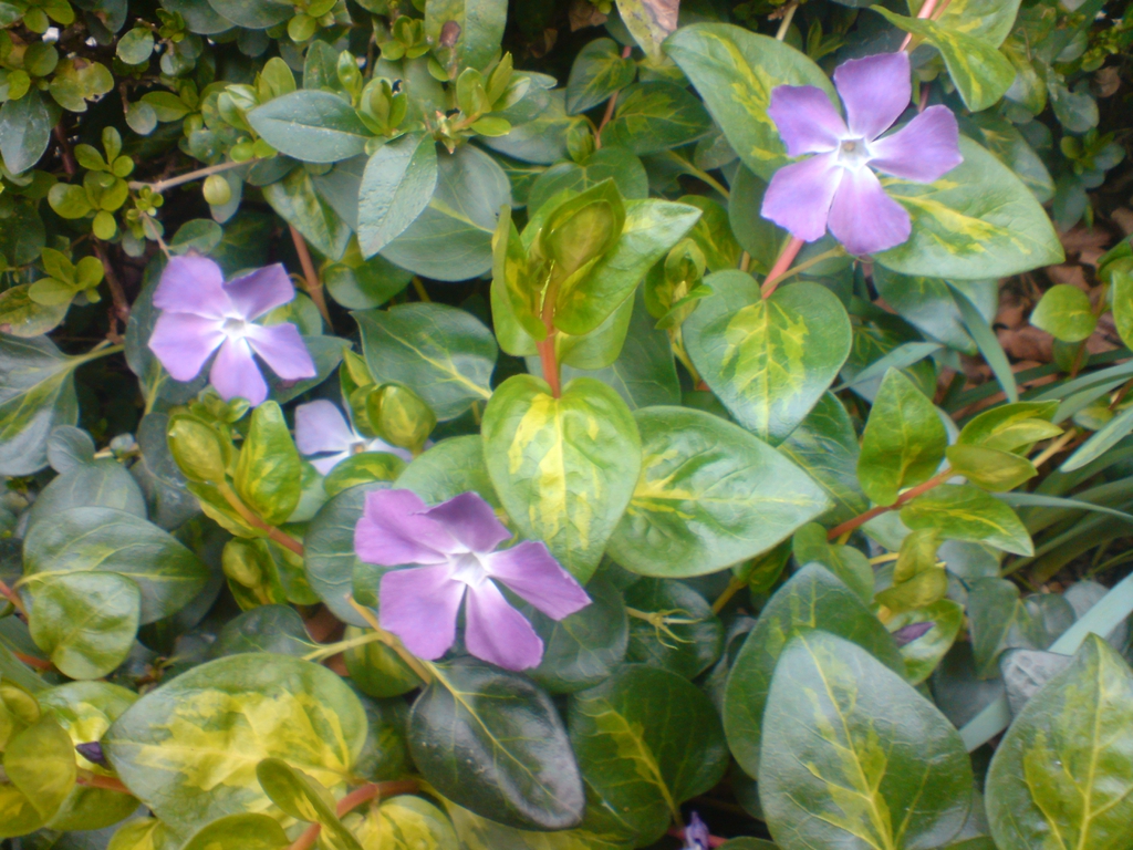 plant with golden yellow variegated leaves.
