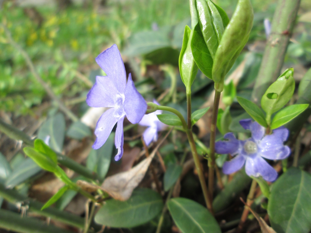 Vinca minor
