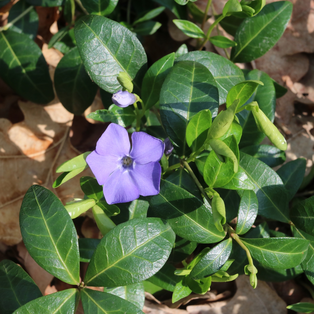 Vinca minor