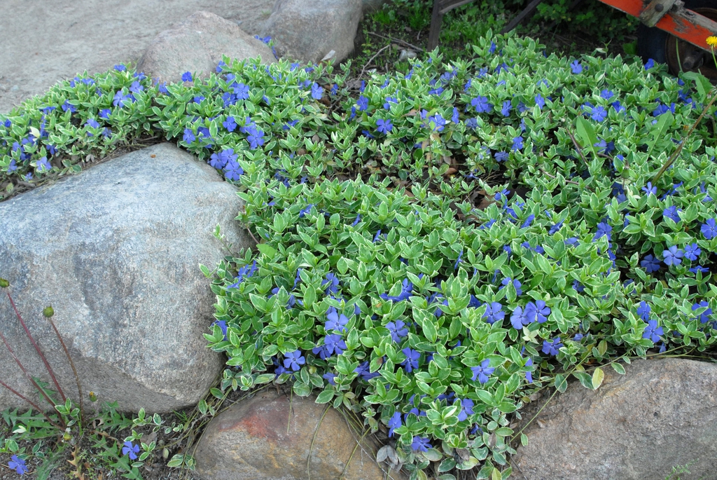 Vinca minor 'Variegata' Flower and Leaves