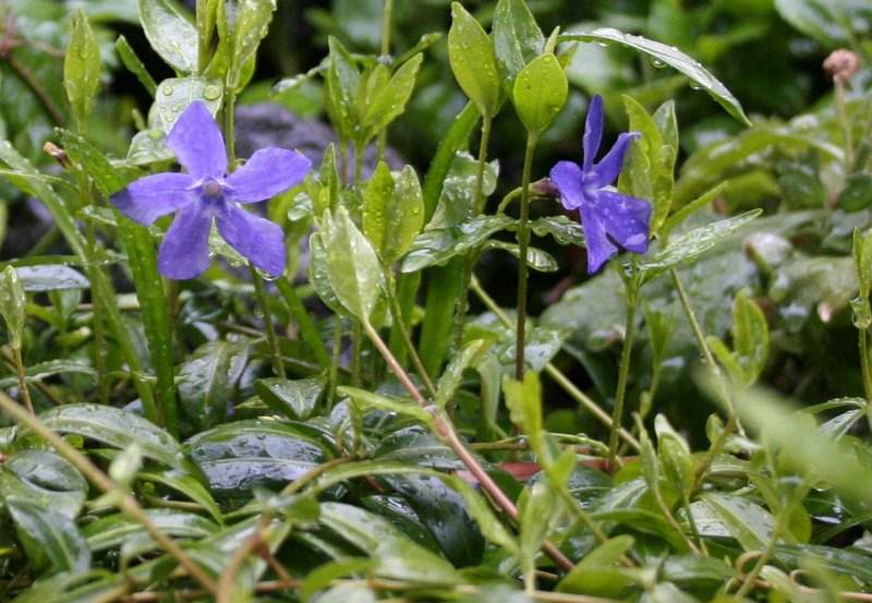 Vinca minor