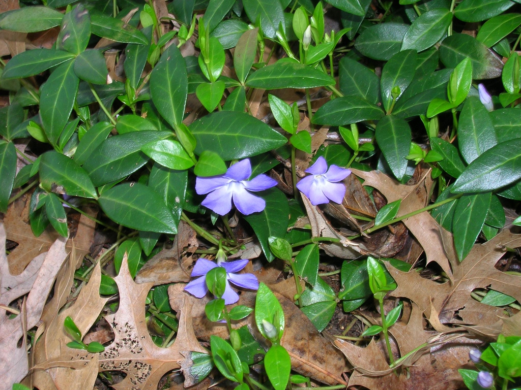 Vinca minor