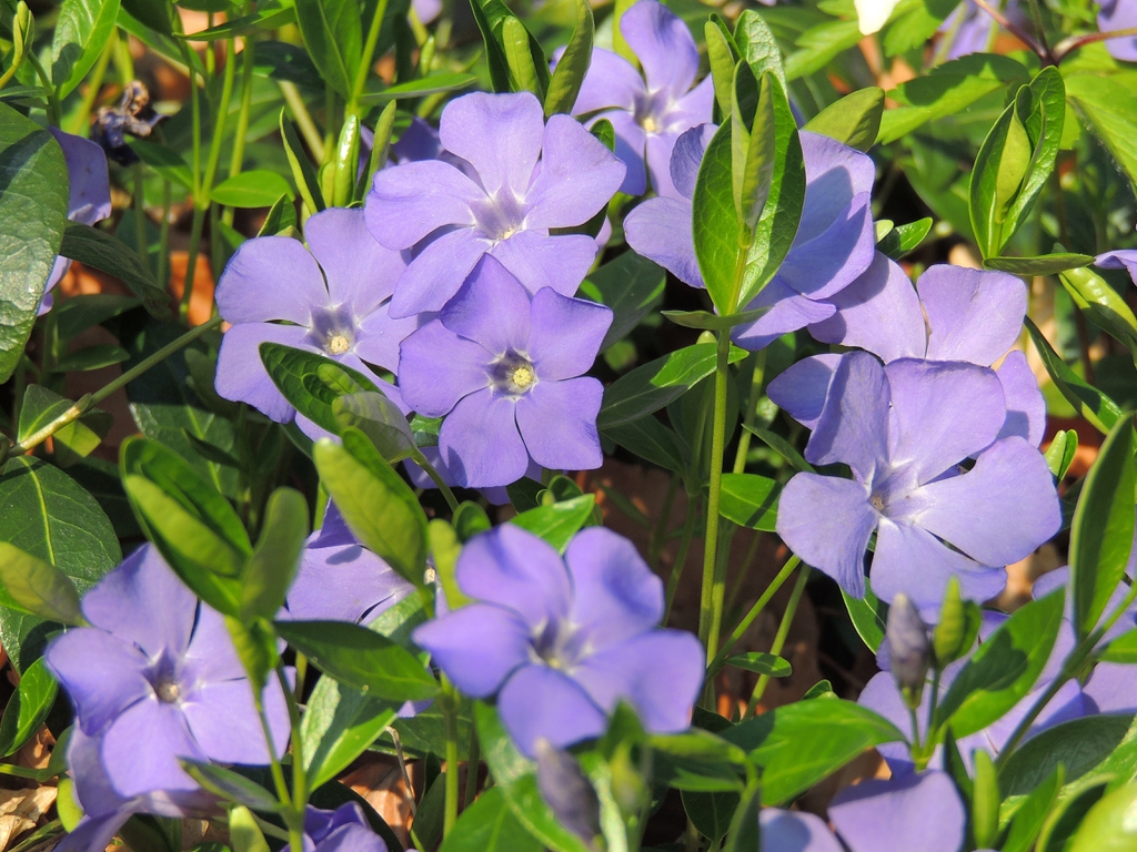 Vinca minor