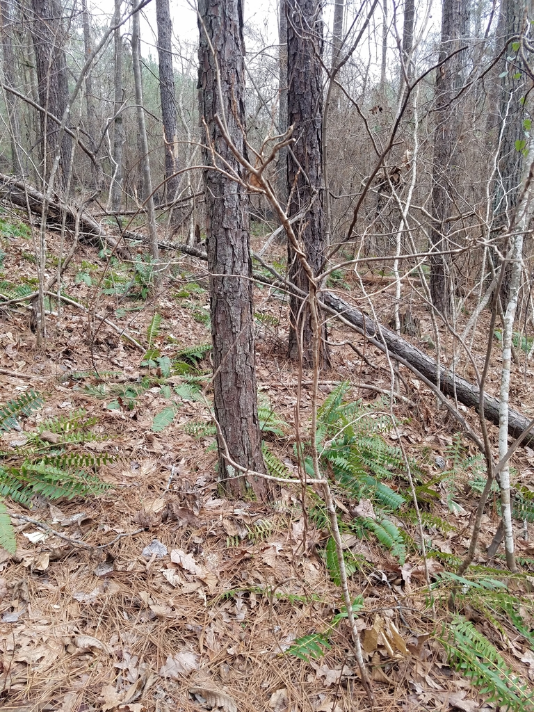 Vine in January in Coweta County, Georgia