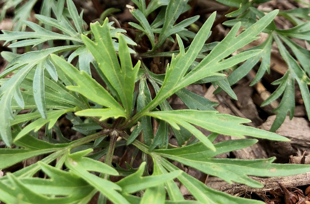 Viola - Japanese Violet