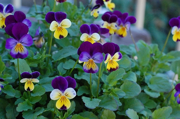 Purple and yellow multicolored flowers