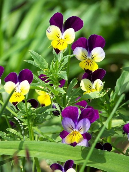 Purple and yellow multicolored flower