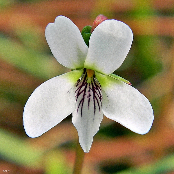 Viola lanceolata