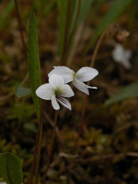 Viola lanceolata