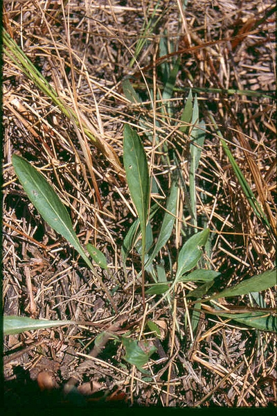 Viola lanceolata