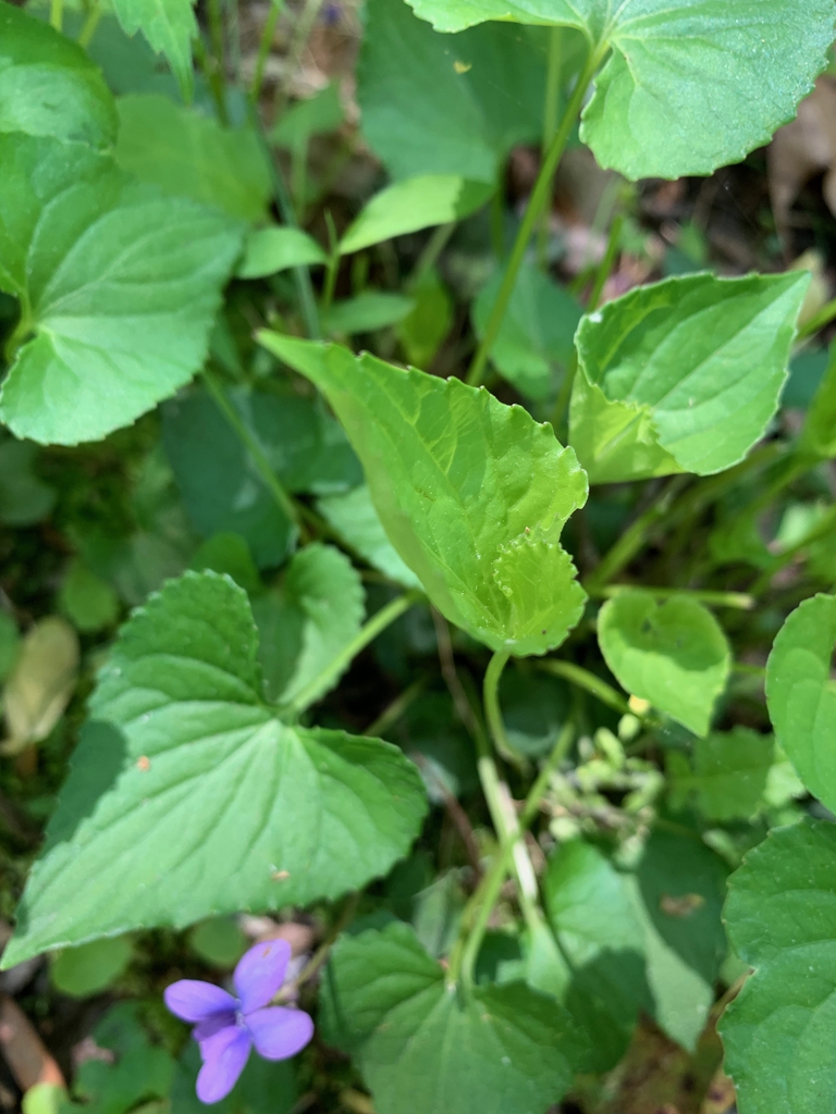 leaves, spring, Union County, NC
