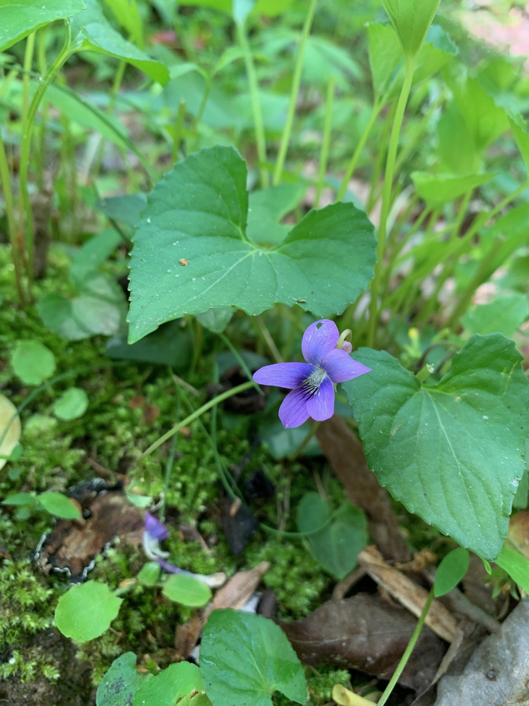 flowers, spring, Union County, NC