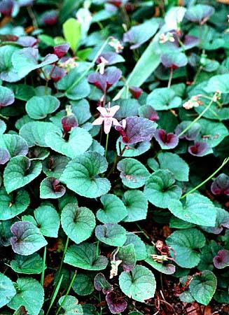 Viola spp.