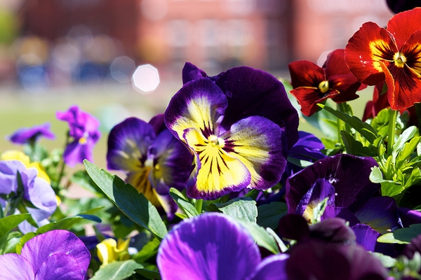 Flowers