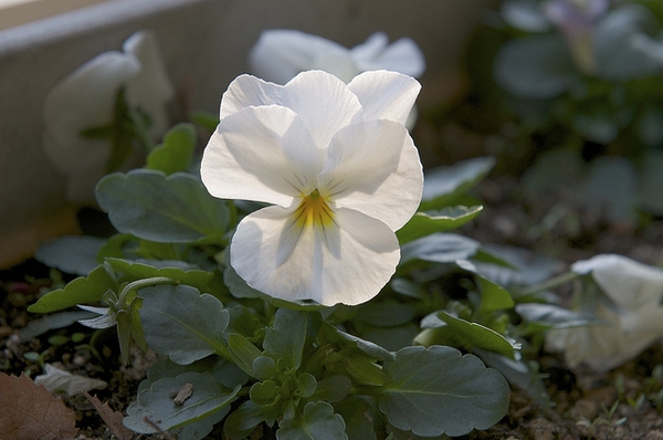 Flowers
