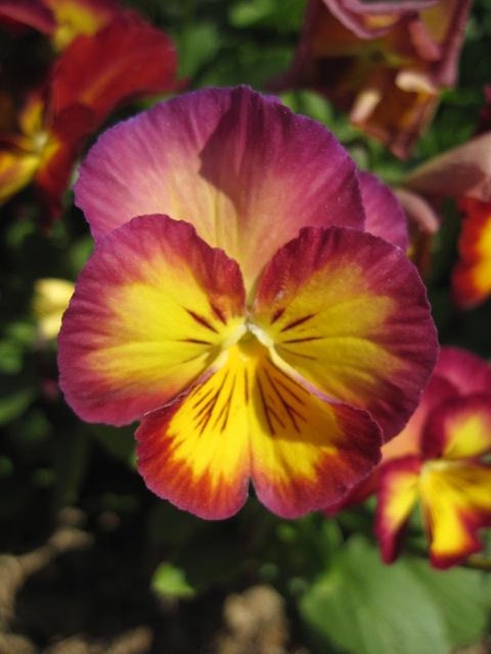 Flowers