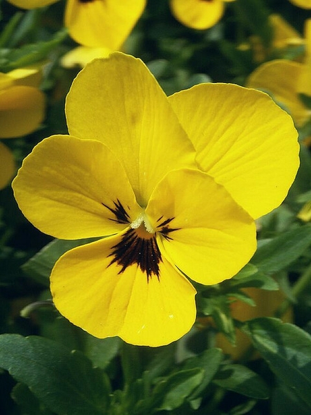 Flowers