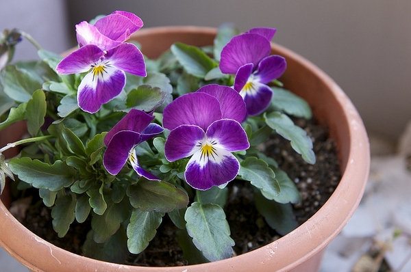 Flowers