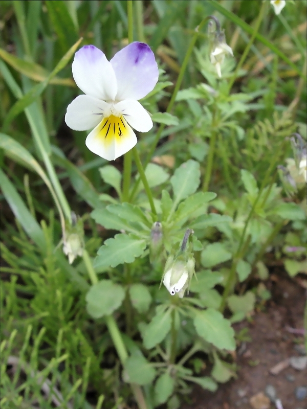 Viola arvensis