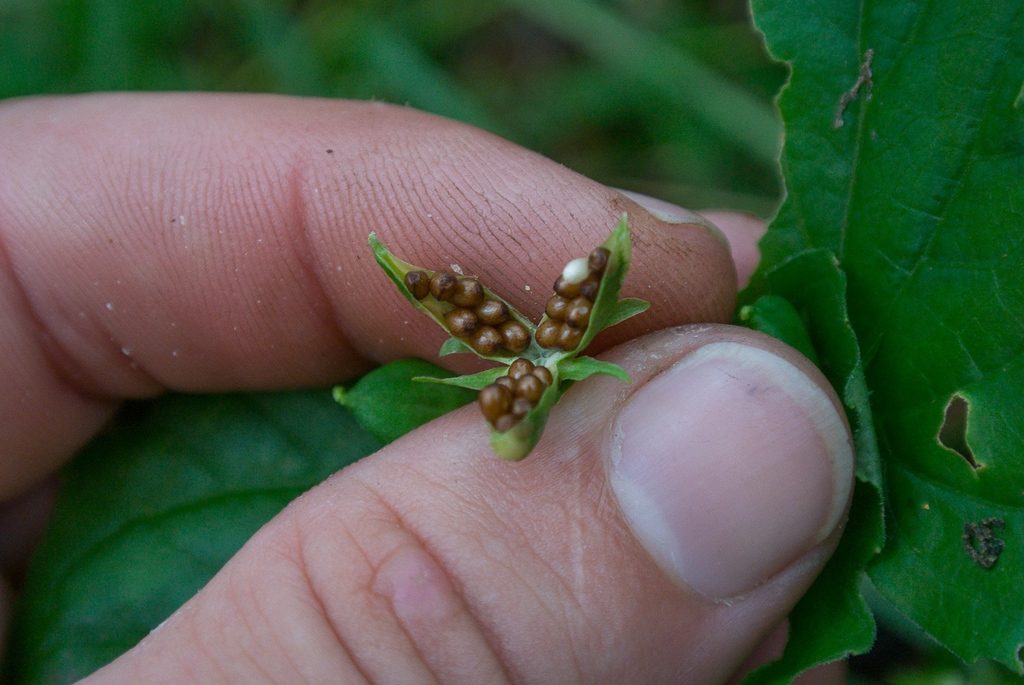 Capsule split open with seeds