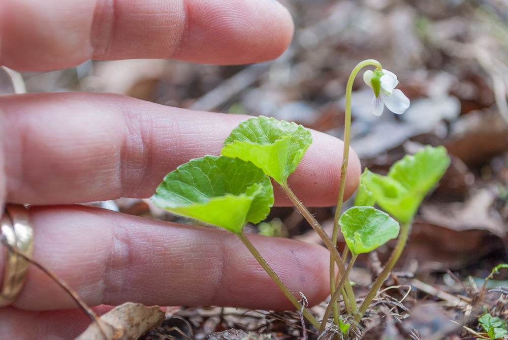 Viola Renifolia