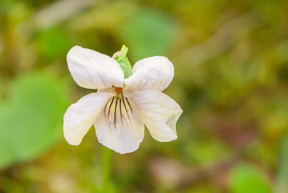 Viola Renifolia