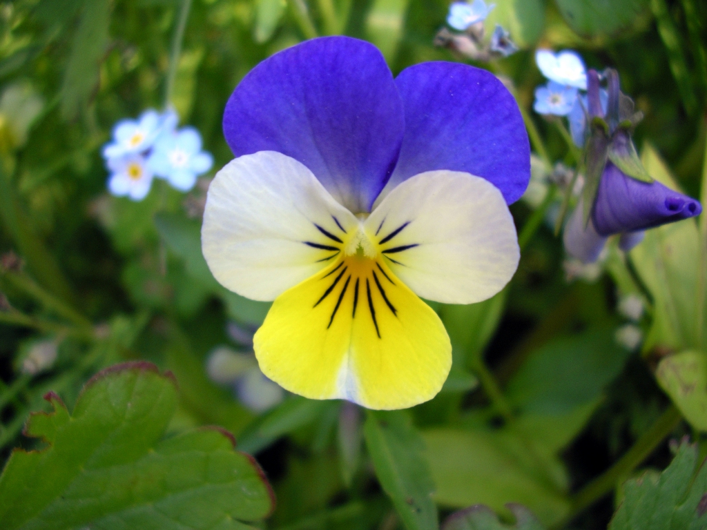 Viola tricolor flower.