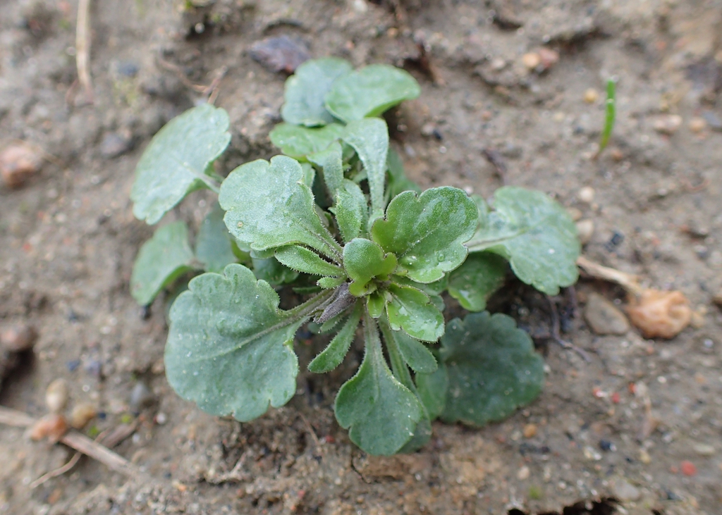 Viola arvensis