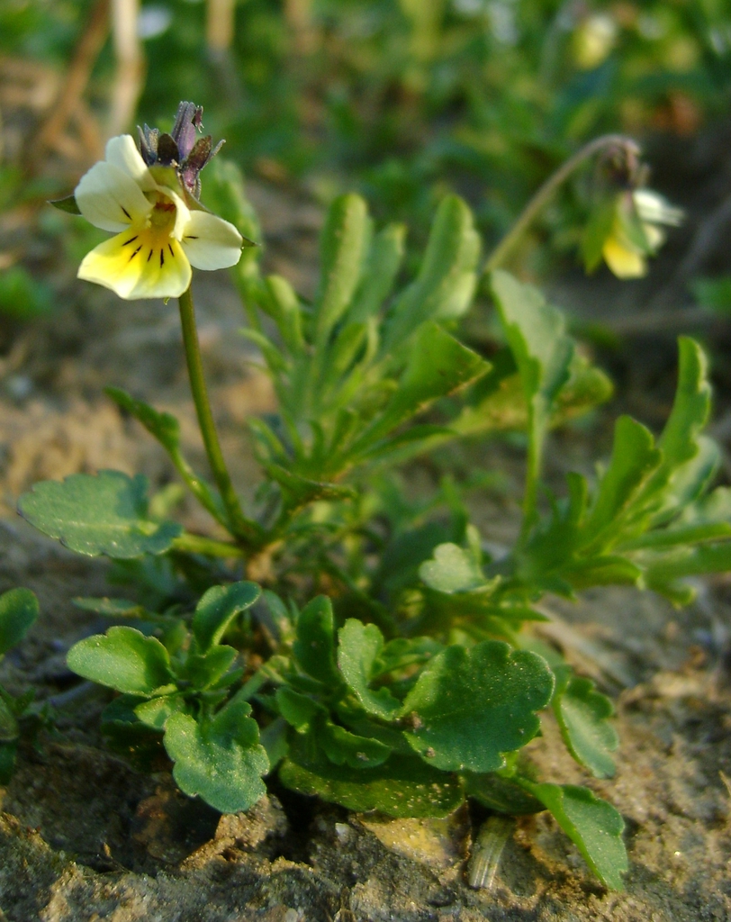 Form
