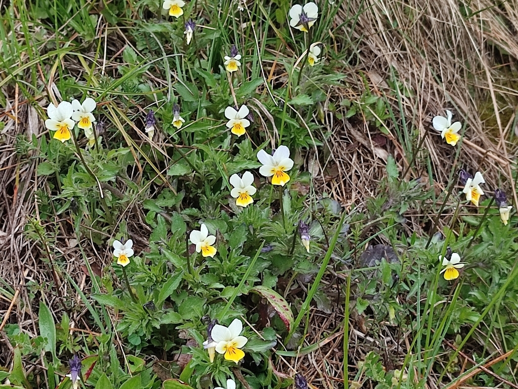small white and yellow violet