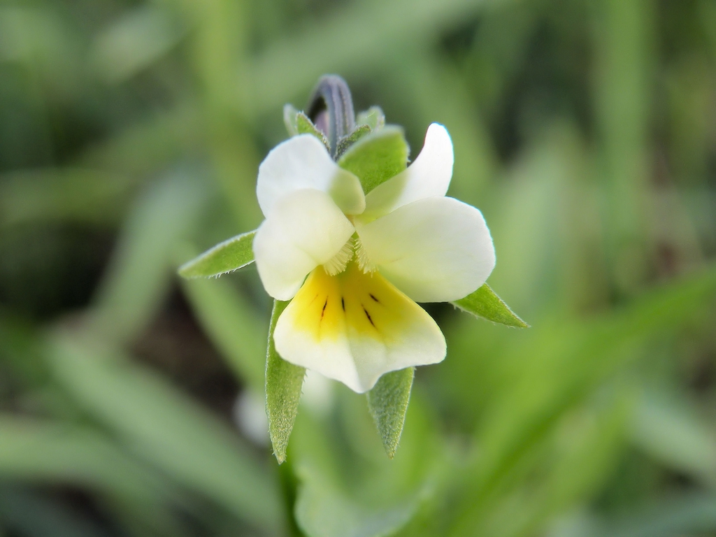 Viola arvensis