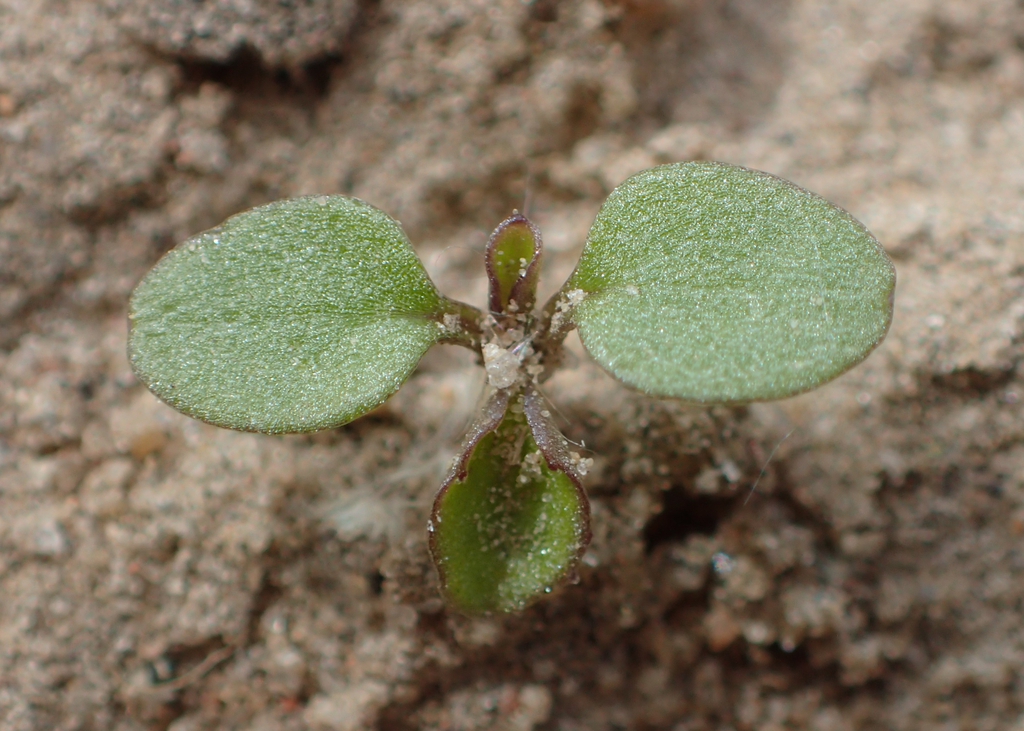Viola arvensis