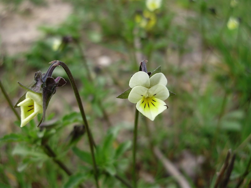 Viola arvensis
