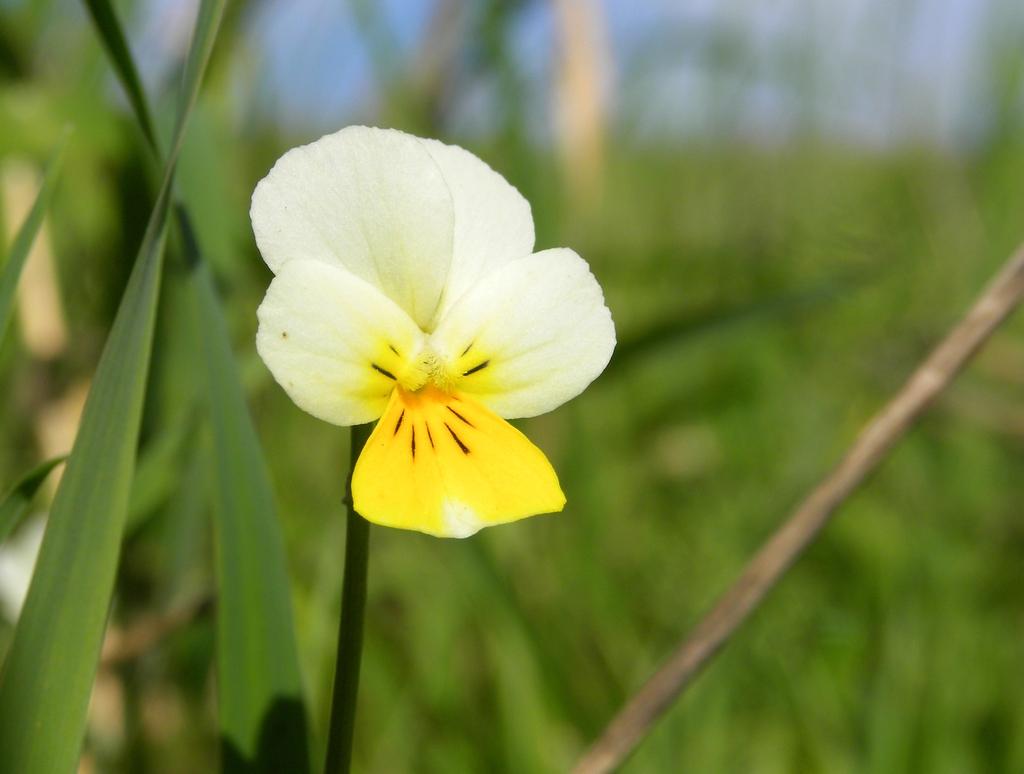 Viola arvensis