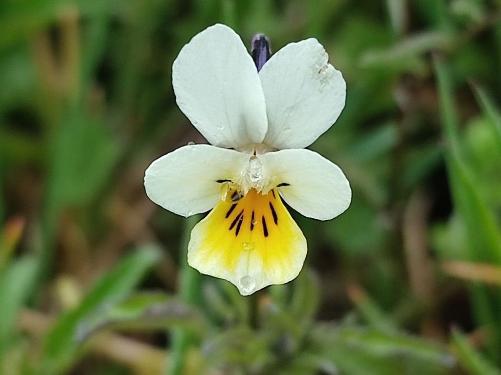 small white and yellow violet