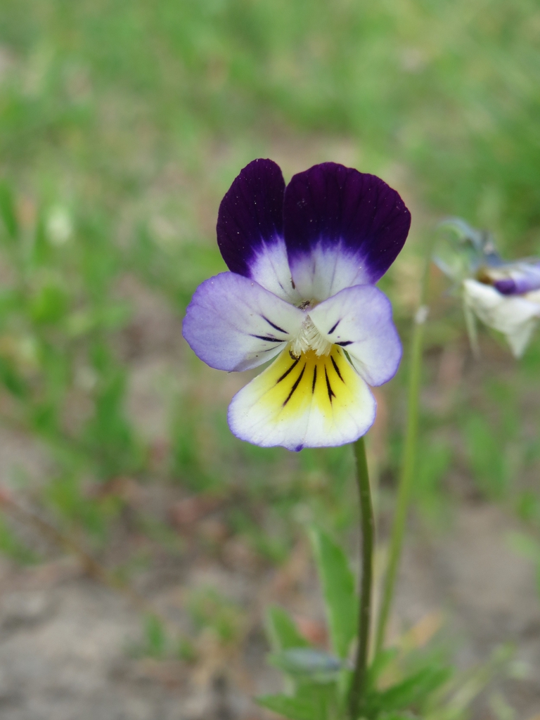 single, two-toned flower.