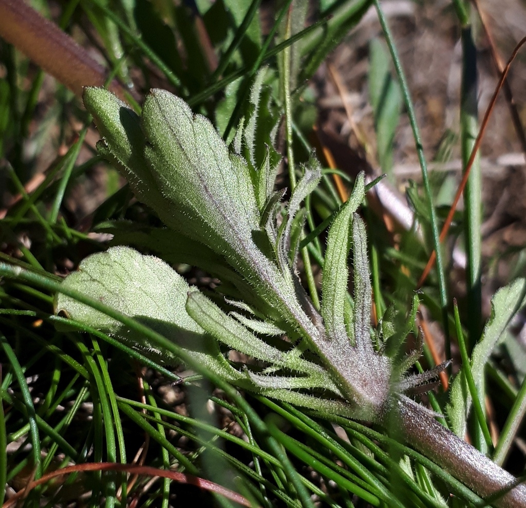 Foliage close-up showing tiny hairs on leaf undersides.