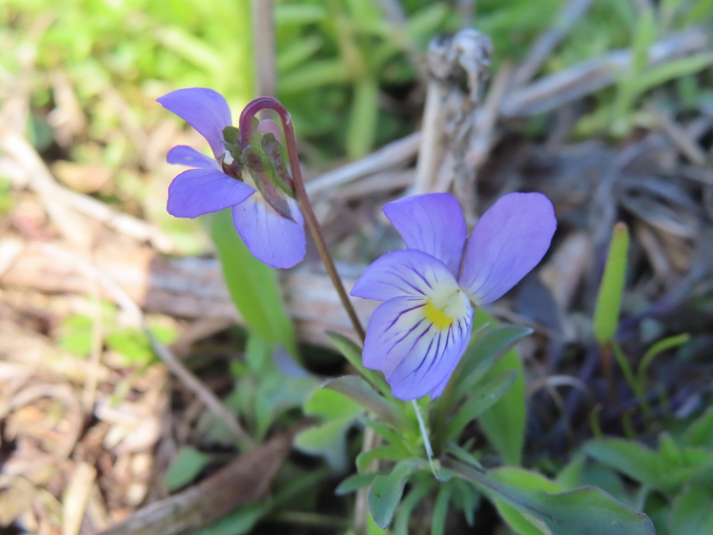 Back of flower showing shorter sepals
