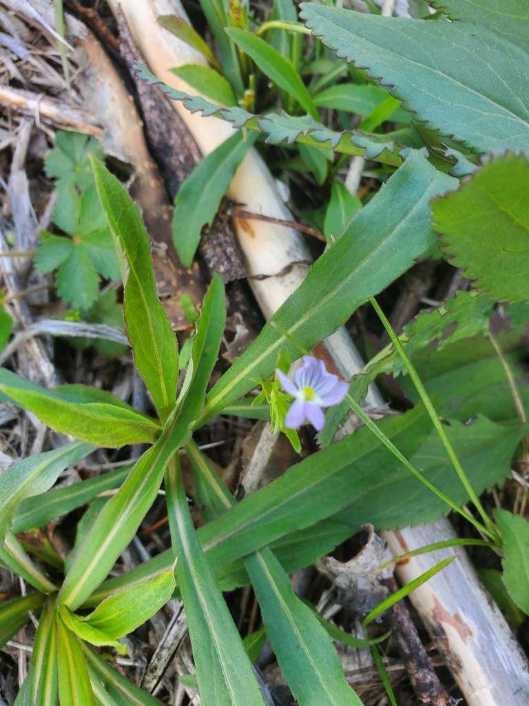 Basal leaves