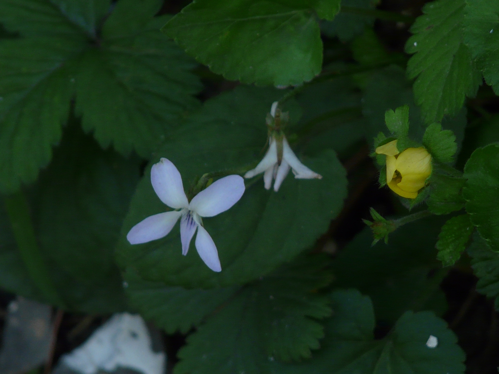 white violets