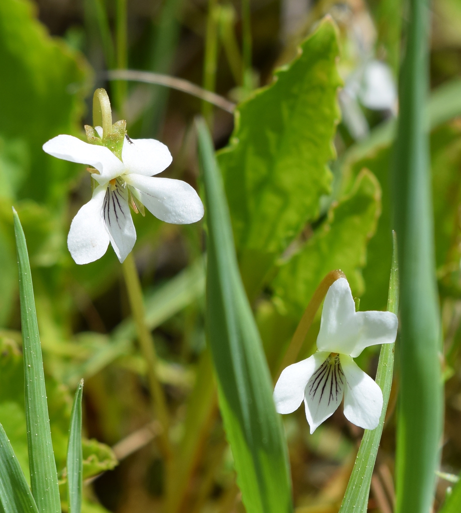 Viola blanda