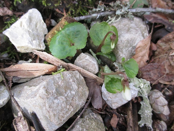 Viola blanda